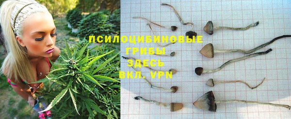 прущие грибы Балабаново